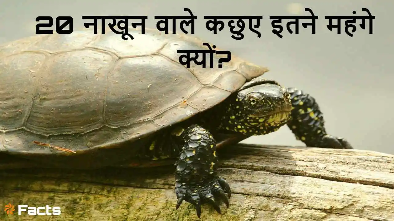20 नाखूनों वाला रहस्य: एशिया का अनोखा कछ...