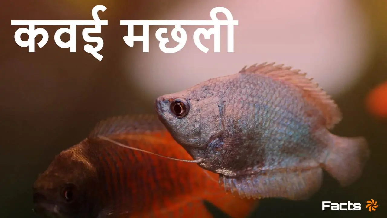 कवई मछली: भारतीय मीठे पानी की एक रहस्यमय...