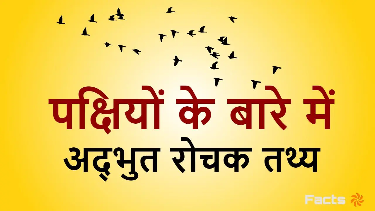 पक्षियों के बारे में...