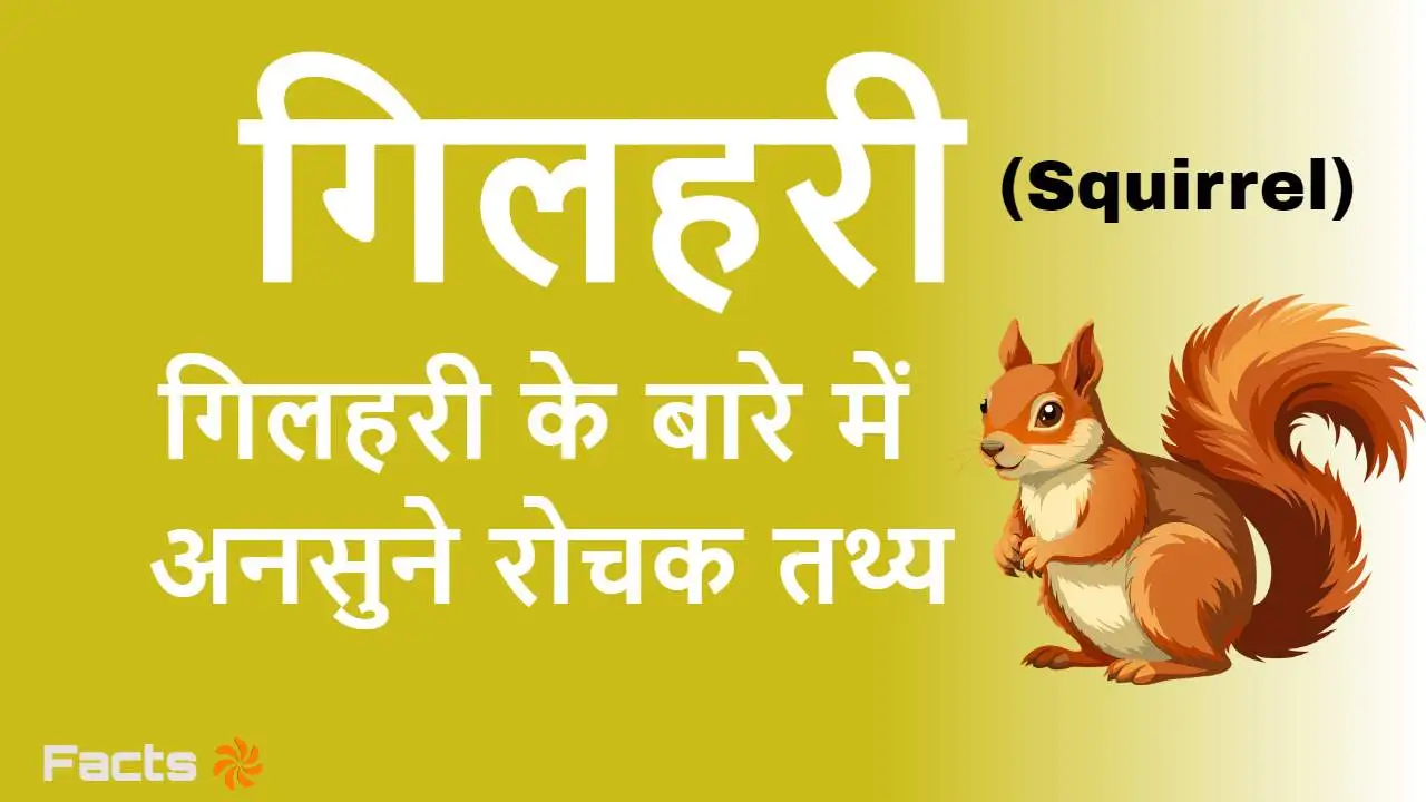 गिलहरी: चंचल हरकतें और लम्बी पूंछ, पार्क...