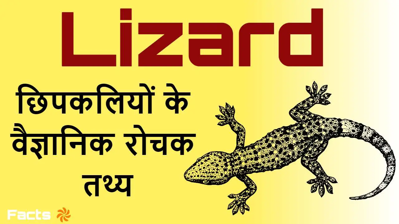 छिपकलियों के बारे मे...