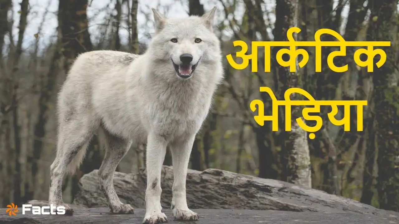 आर्कटिक भेड़िया: बर्...