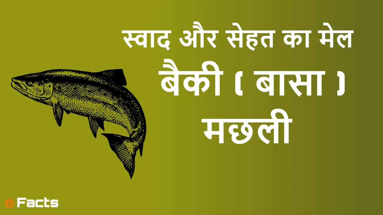 बैकी (बासा) मछली: स्वाद, पोषण और रोचक जा...