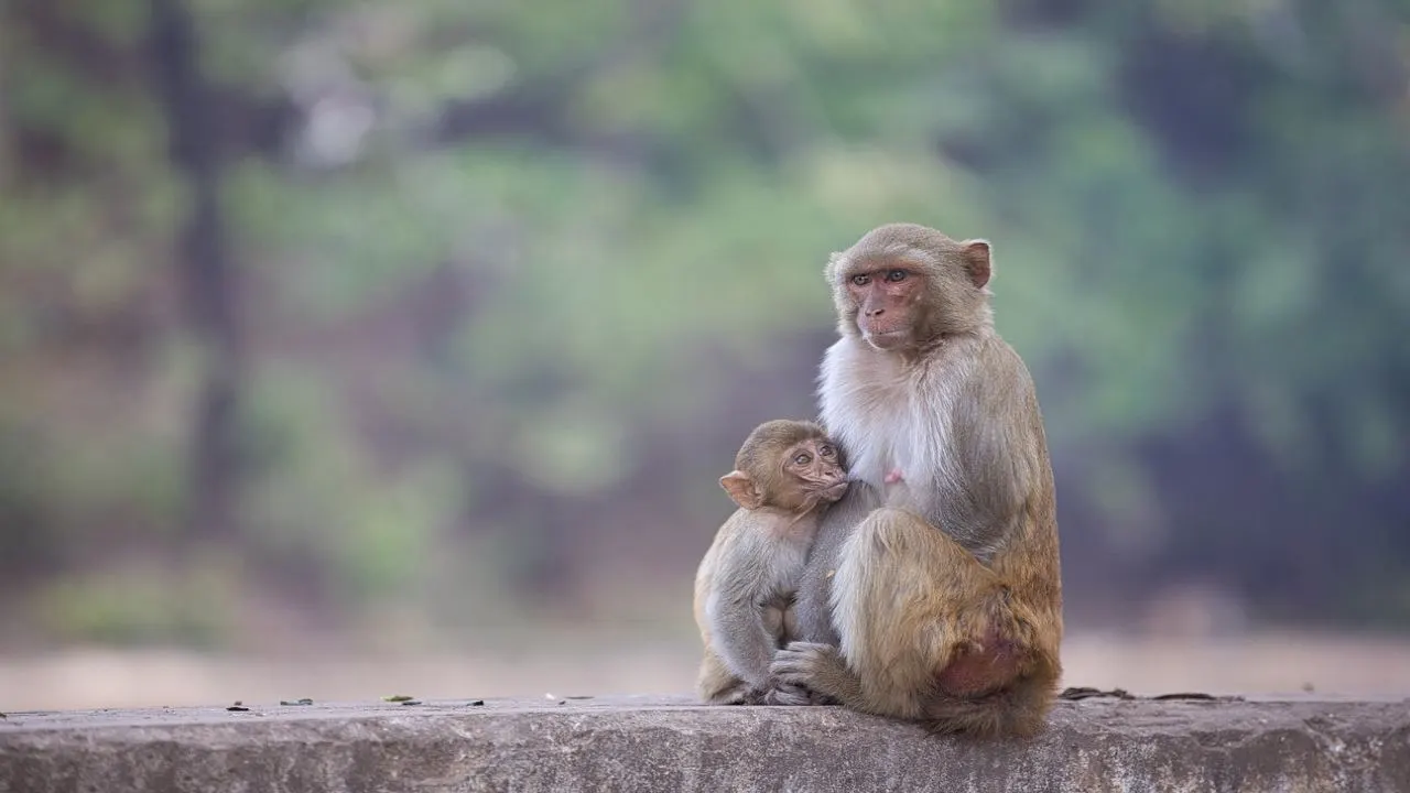 बंदर क्या जाने अदरक...