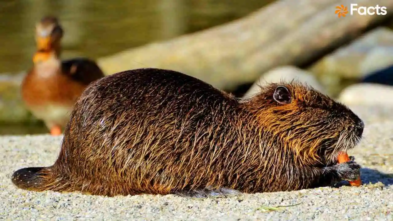 प्रकृति का अद्भुत इंजीनियर! बीवर (Beaver...