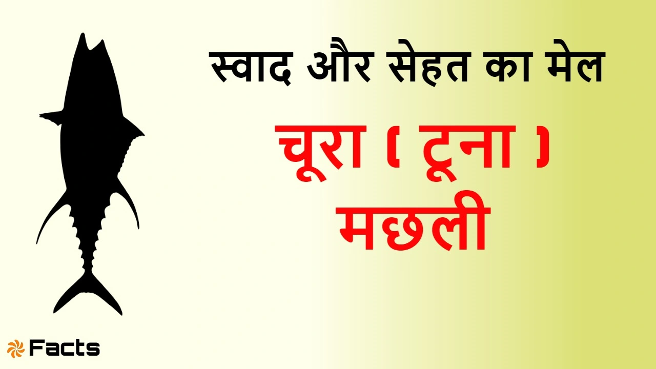 चूरा मछली (टूना): स्...