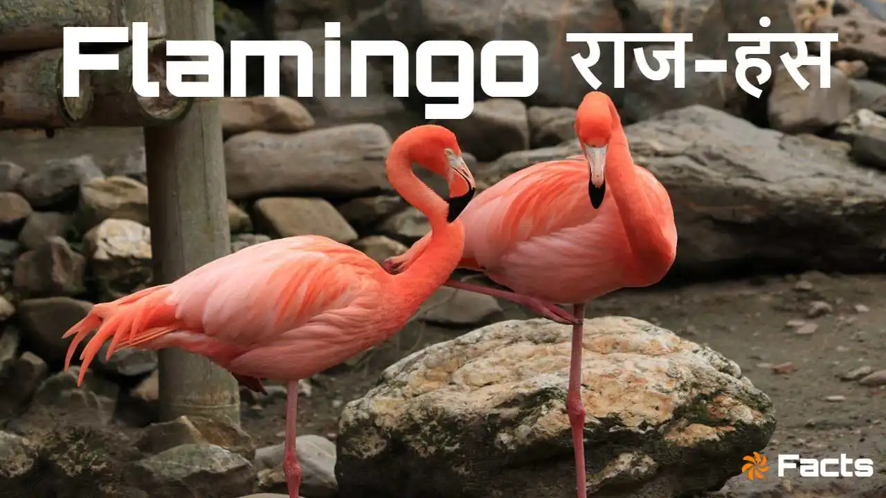 गुलाबी परिधान में सजे पक्षी: राज-हंस फ्ल...