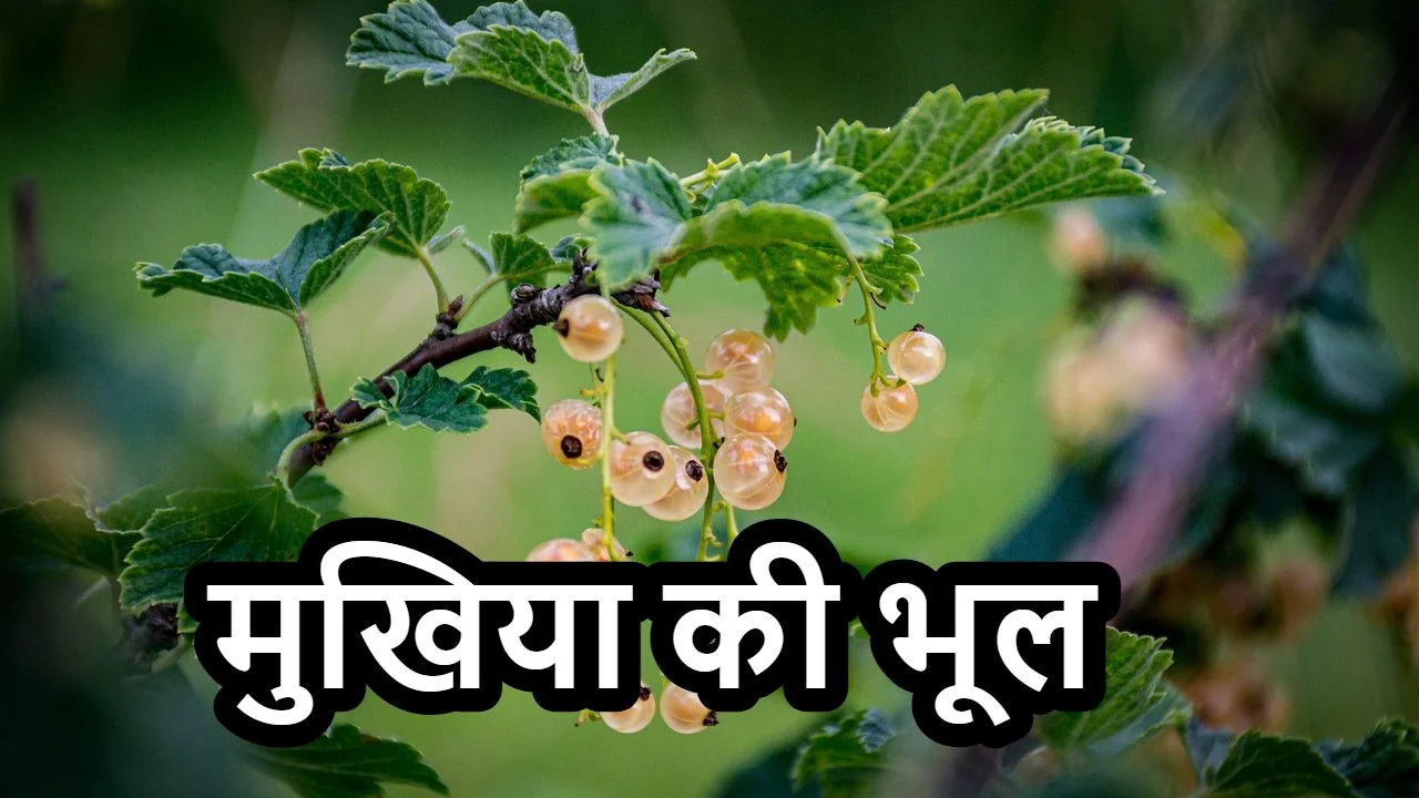 दुर्लभ औषधि का पौधा, बंदर और मुखिया की भ...