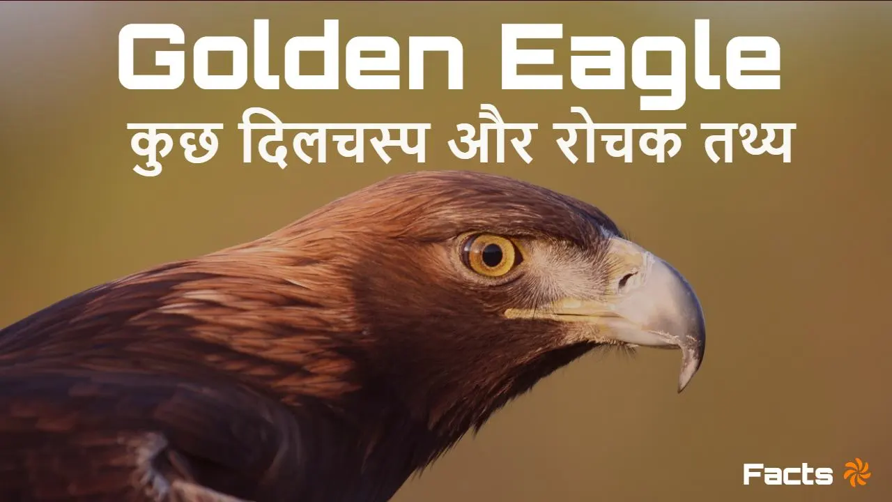 एक भव्य शिकारी पक्षी! गोल्डन ईगल के बारे...