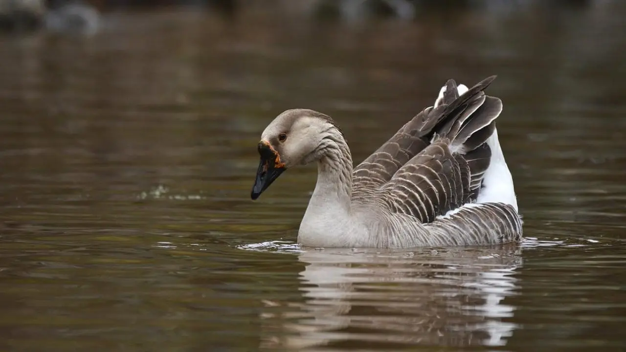 हंस (Goose) के बारे में अनोखे और रोचक तथ...