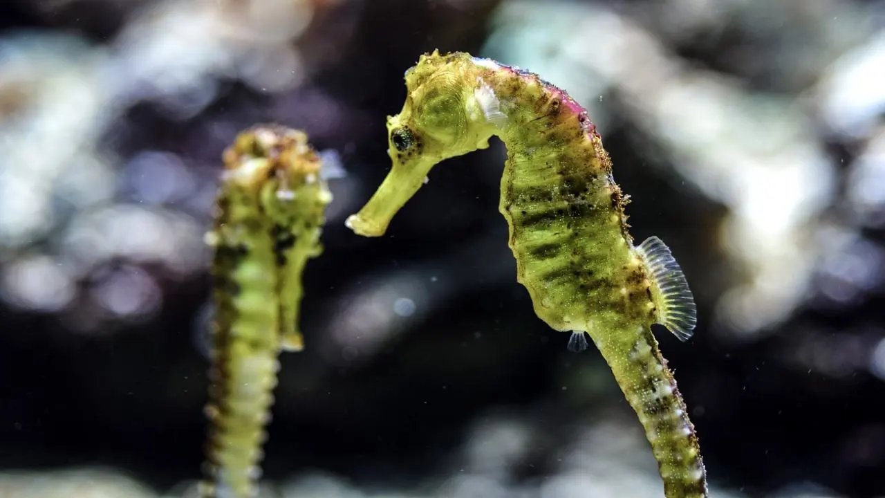 समुद्री घोड़े (Seahorse) प्रकृति की एक अ...