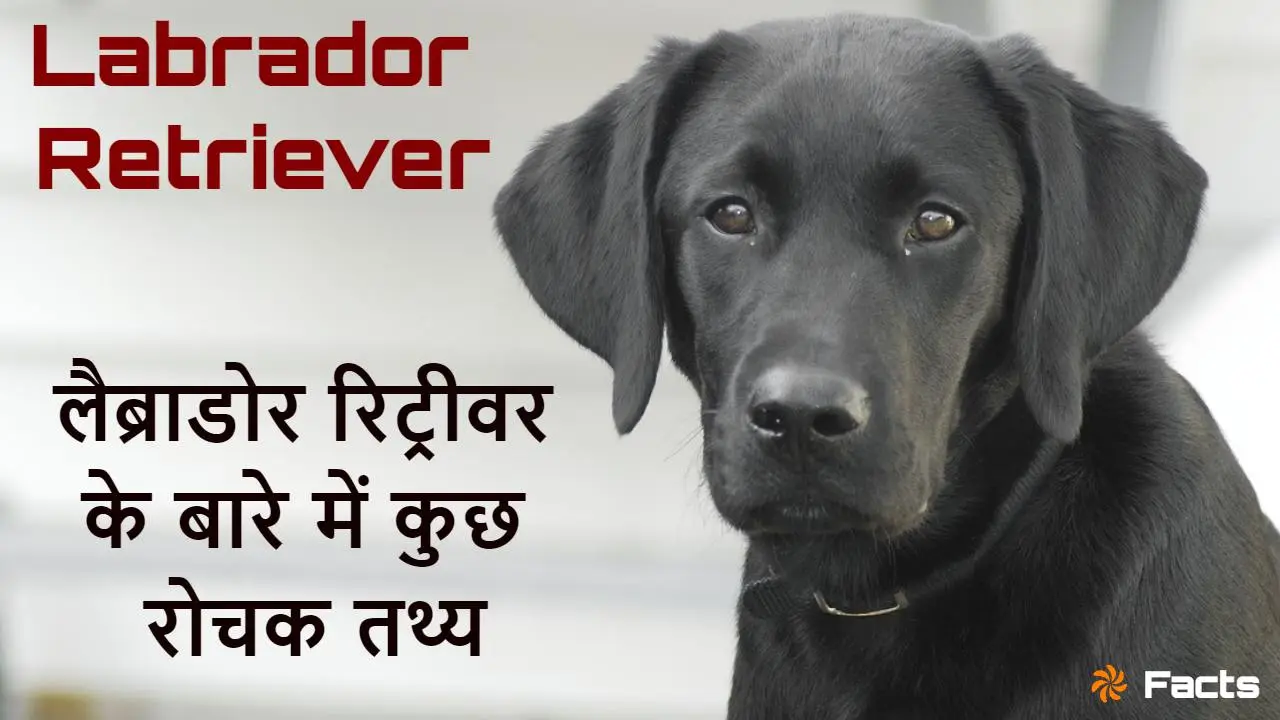आपका प्यारा और वफादा...