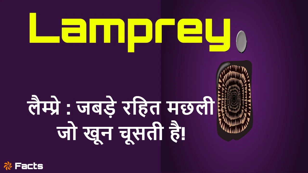 रहस्यमयी लैम्प्रे (Lamprey) जबड़े रहित म...