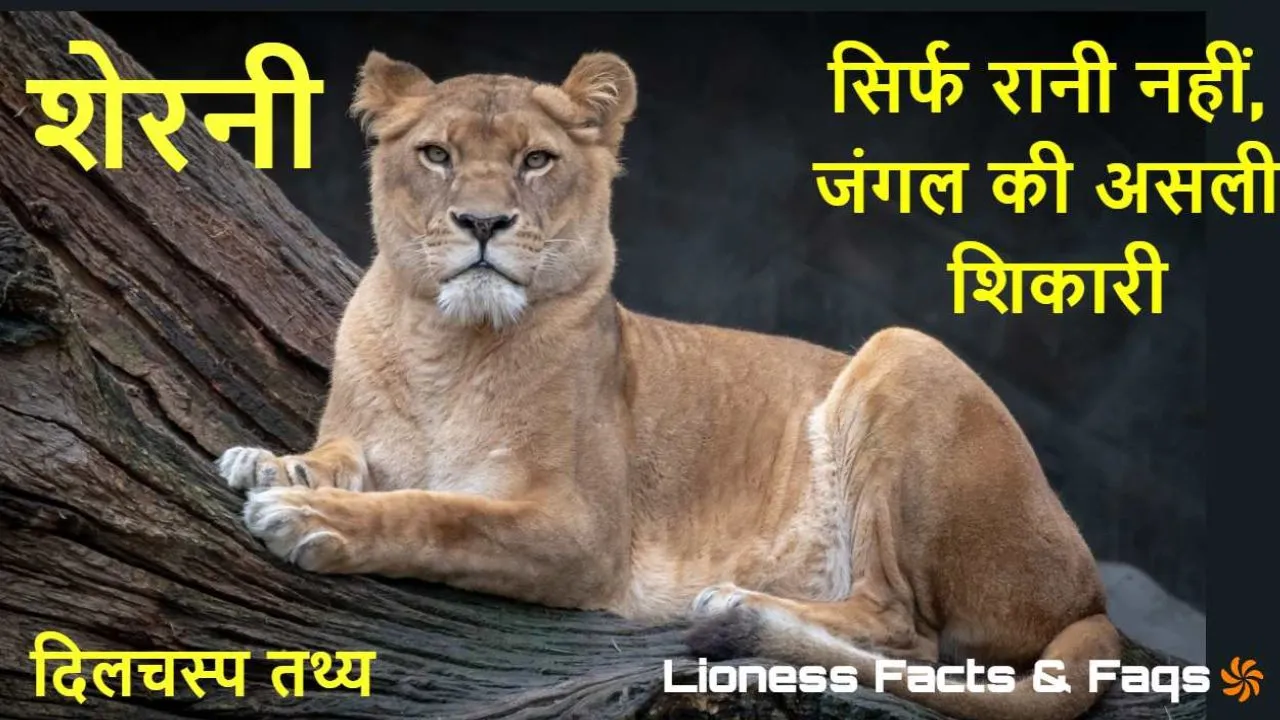 शेरनियां: सिर्फ रानी नहीं, जंगल की असली...