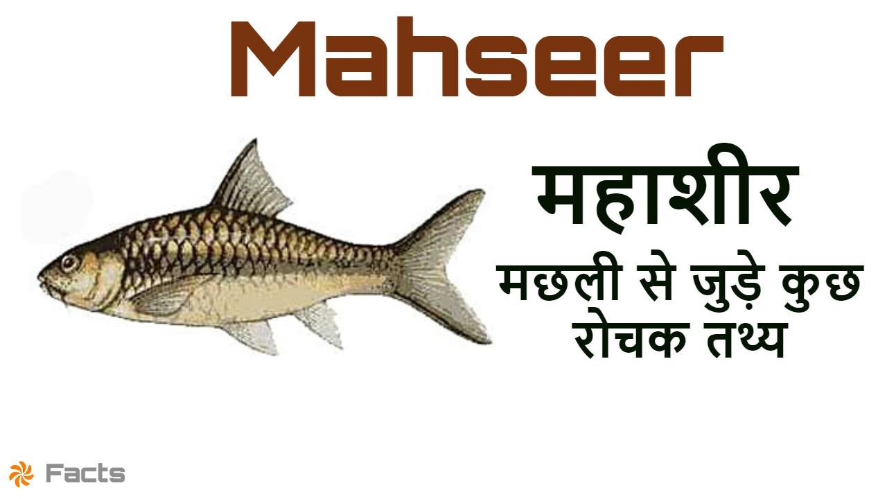 महाशीर मछली : भारत की शानदार मीठे पानी क...