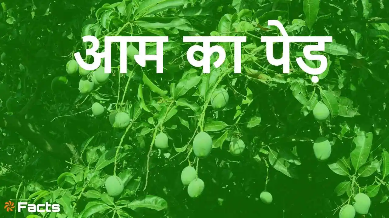 भारत का मीठा गौरव! आम के पेड़ के बारे मे...