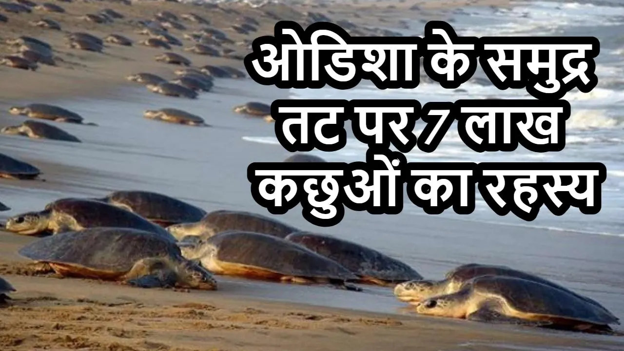 ओडिशा के समुद्र तट पर 7 लाख कछुओं का रहस...