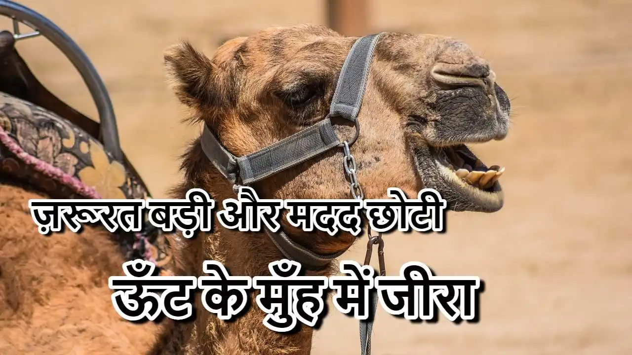 ऊँट के मुँह में जीरा...