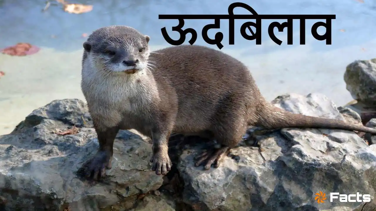 ऊदबिलाव की अद्भुत दु...