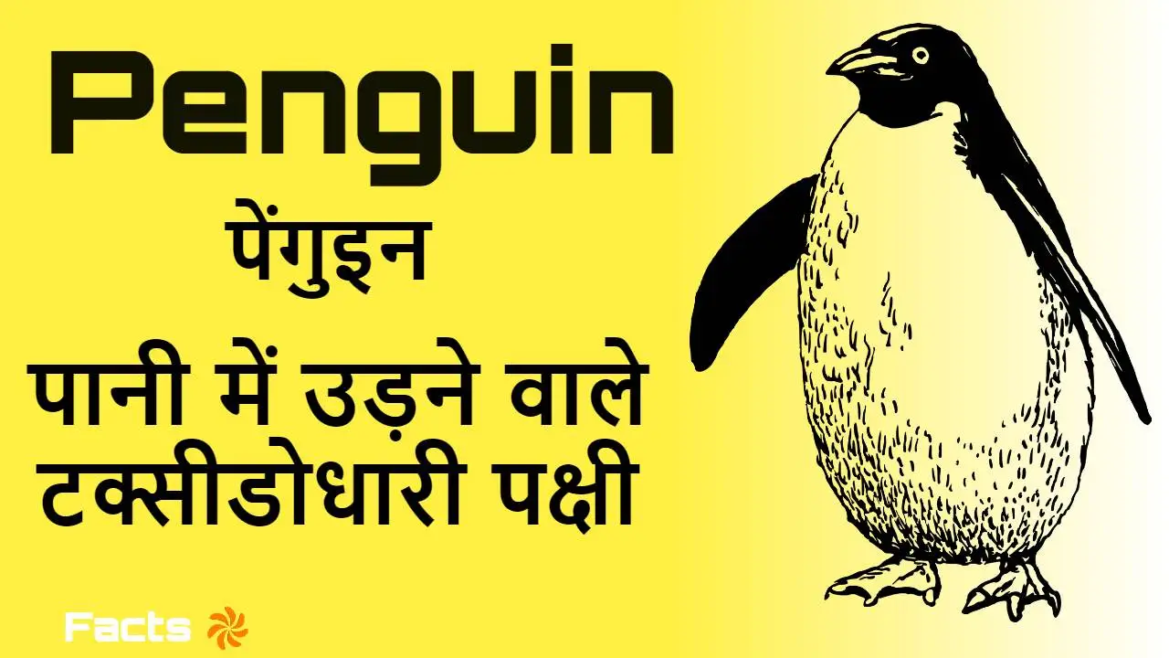 पेंगुइन: पानी में उड़ने वाले टक्सीडोधारी...