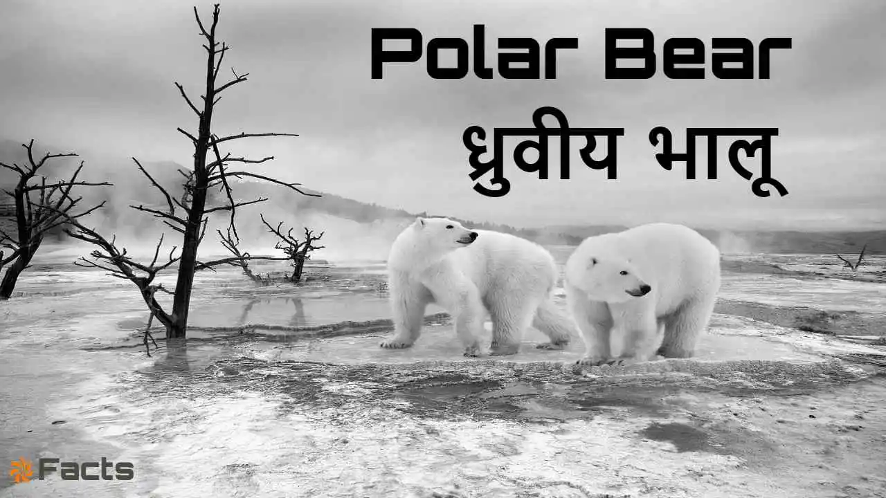 ध्रुवीय भालू (Polar Bear) के बारे में अन...