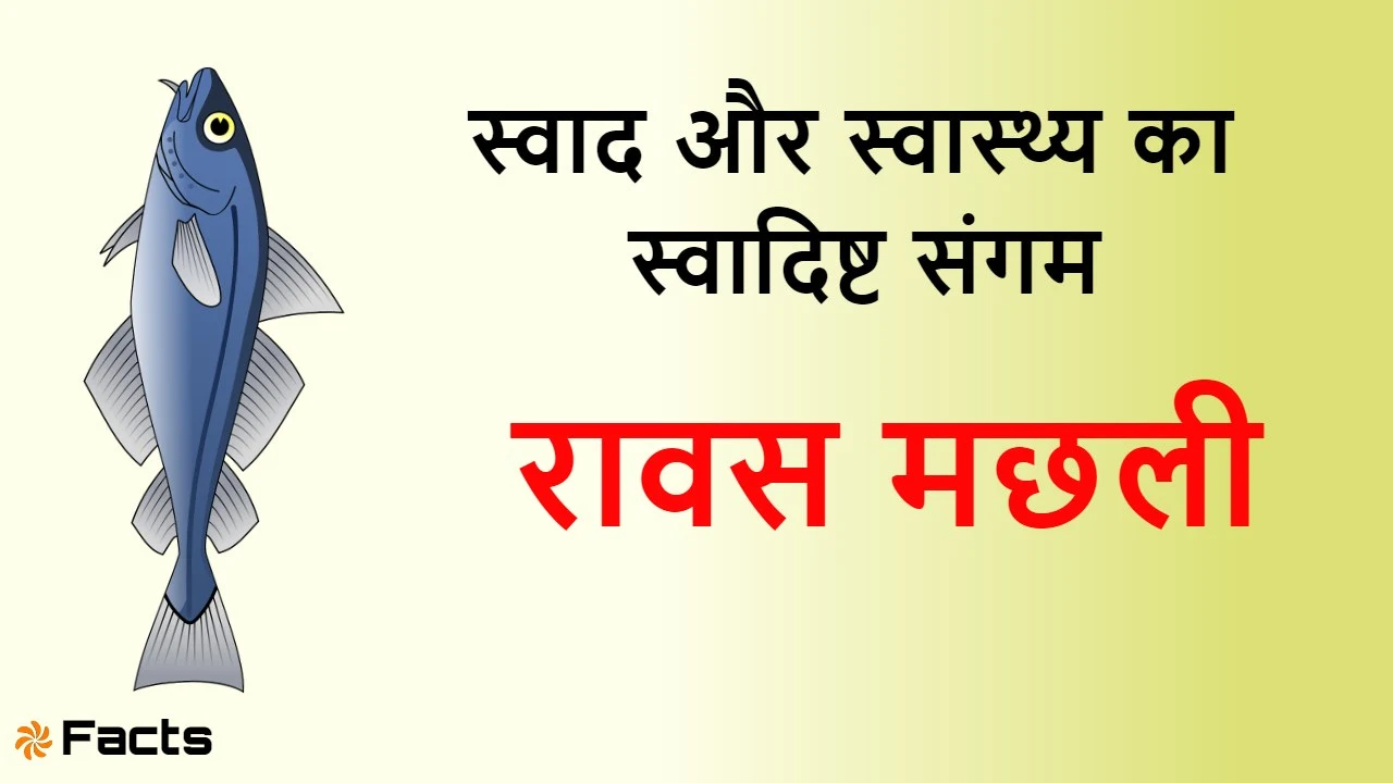 रावस मछली: स्वाद, पो...