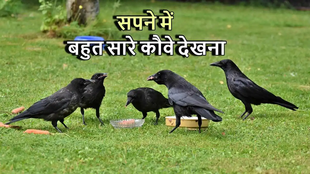 सपने में बहुत सारे कौवे देखना: अर्थ और स...