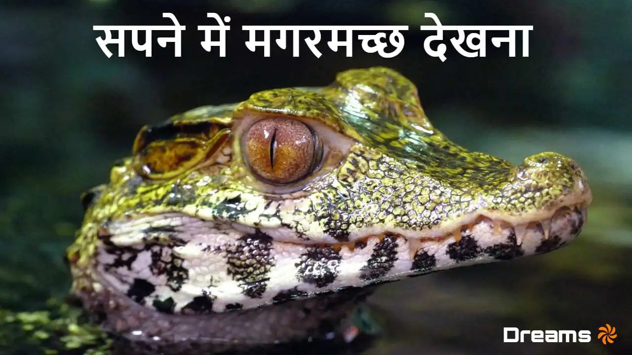 सपने में मगरमच्छ देखना: डर का संकेत या छ...