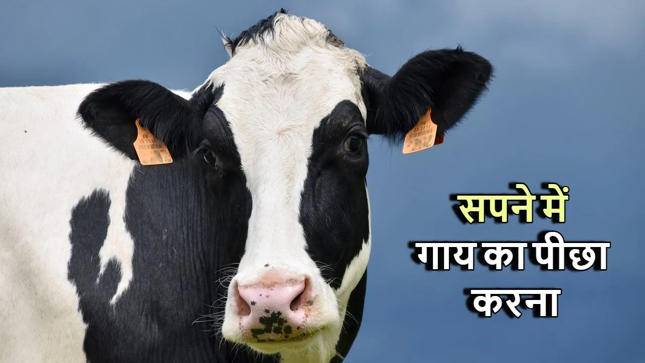 सपने में गाय का पीछा...