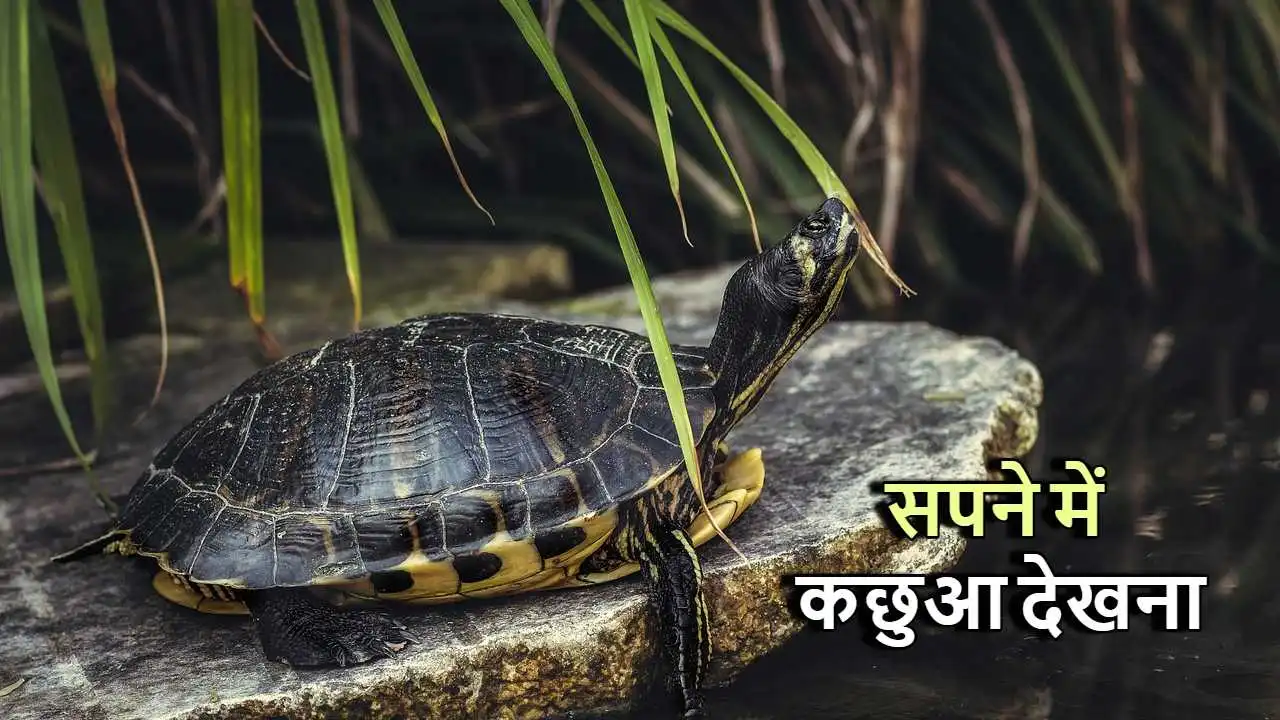 सपने में कछुआ देखना:...