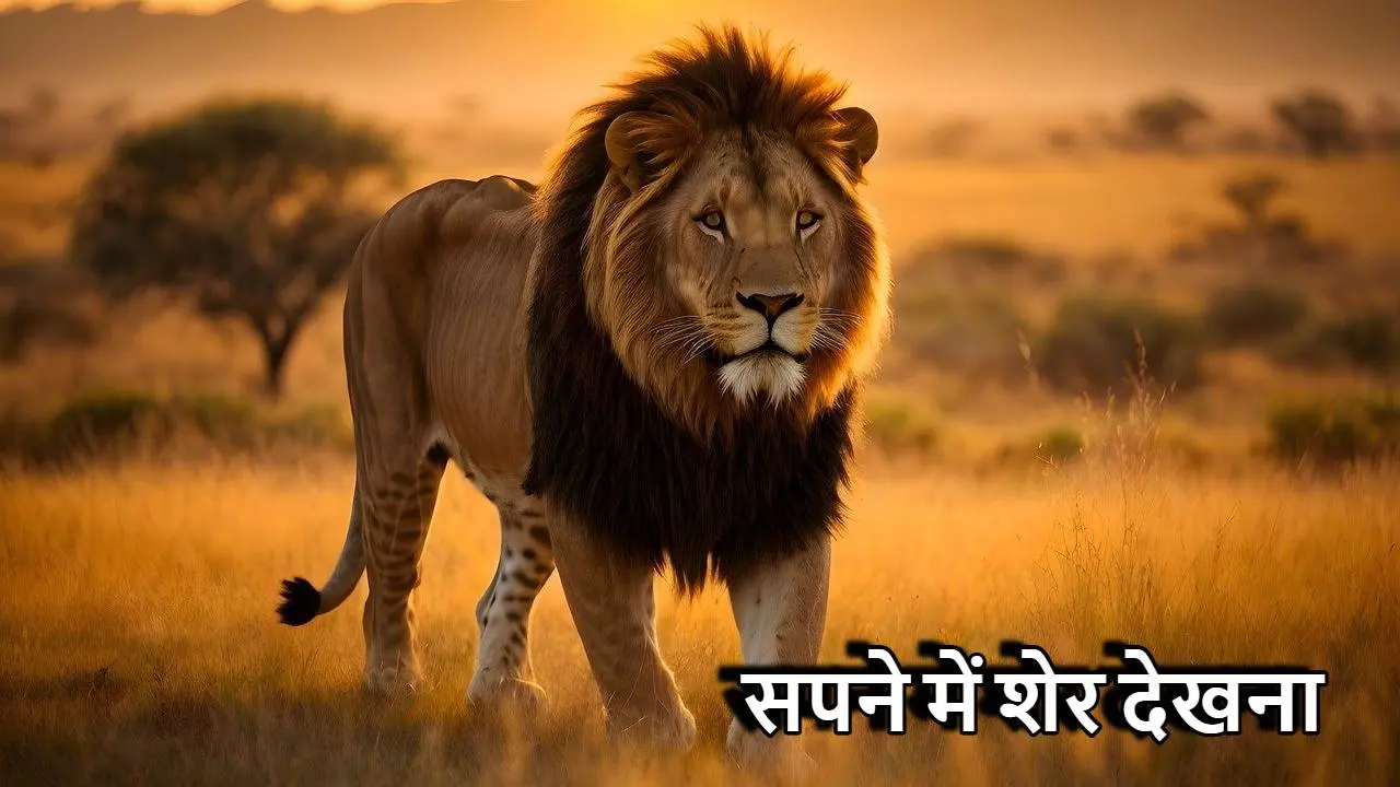 सपने में शेर देखना: विभिन्न संस्कृतियों...
