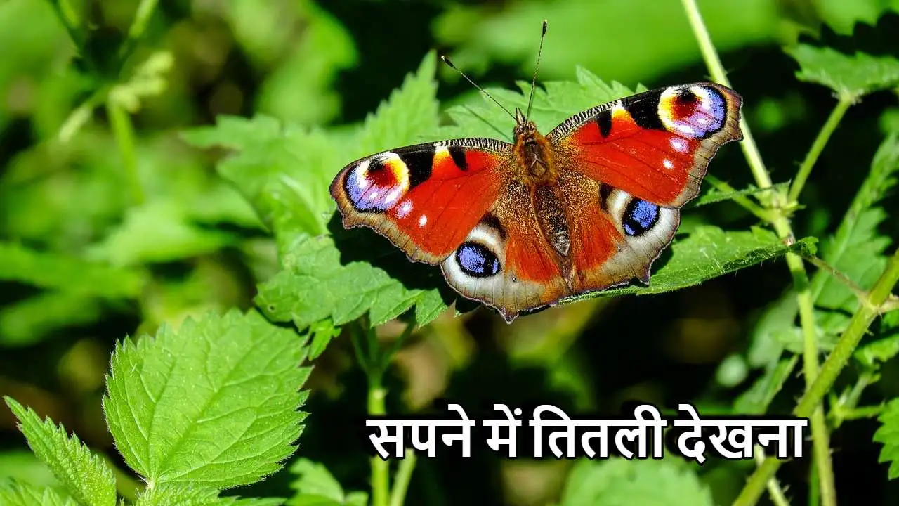 सपने में तितली देखना...