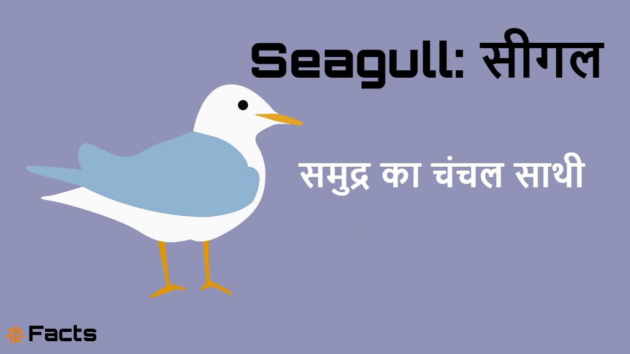समुद्र का परिंदा: सी...