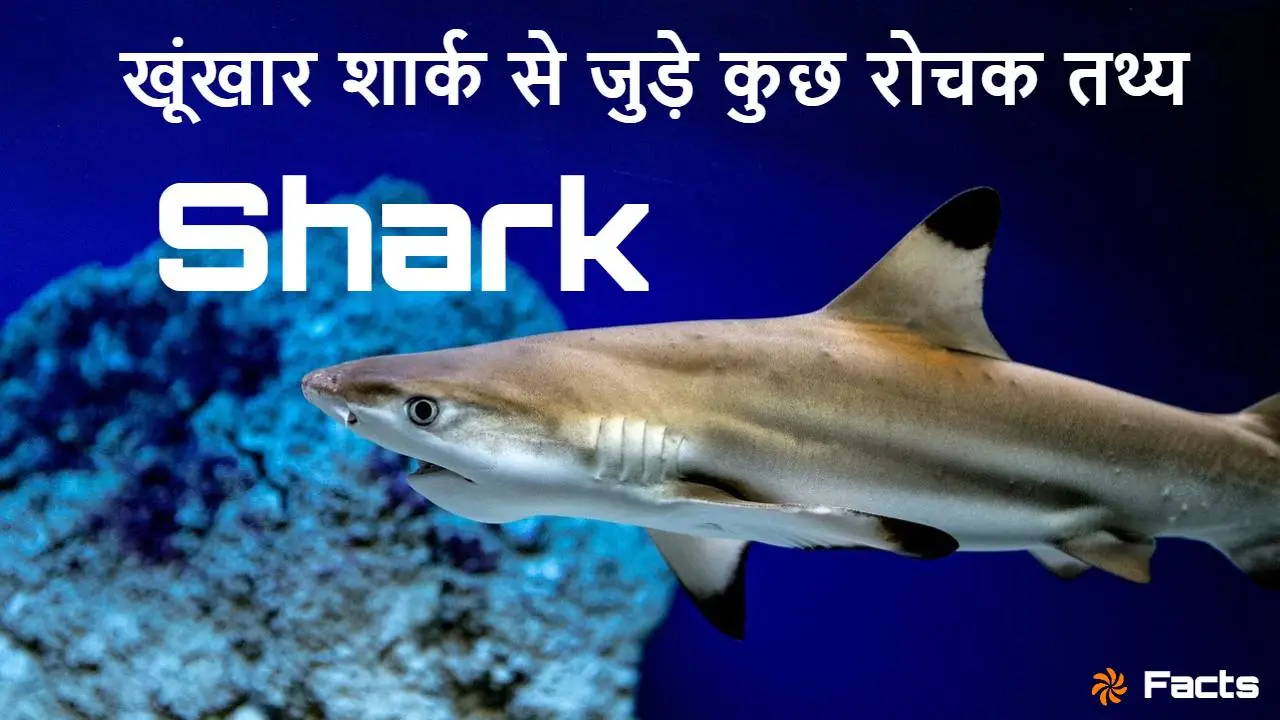 समंदर का राजा: खूंखार शार्क के बारे में...
