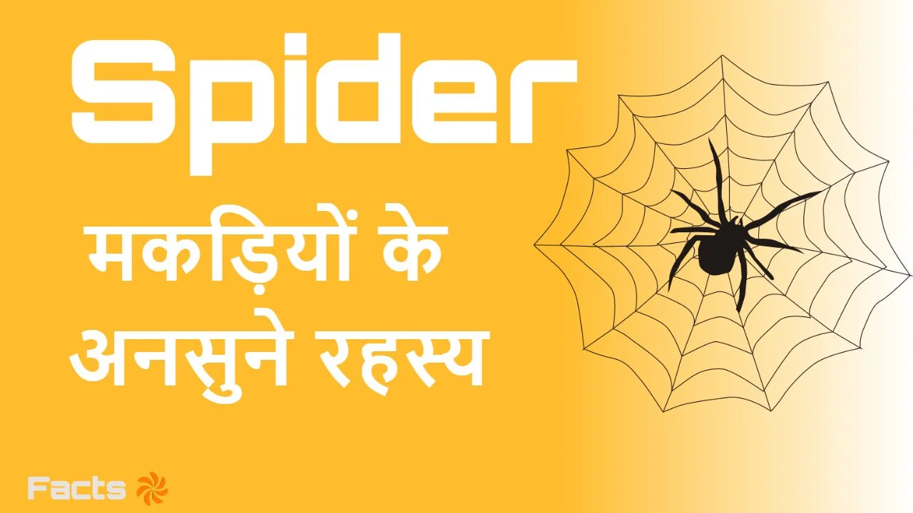 जाले की दुनिया की रानी: मकड़ी के बारे मे...
